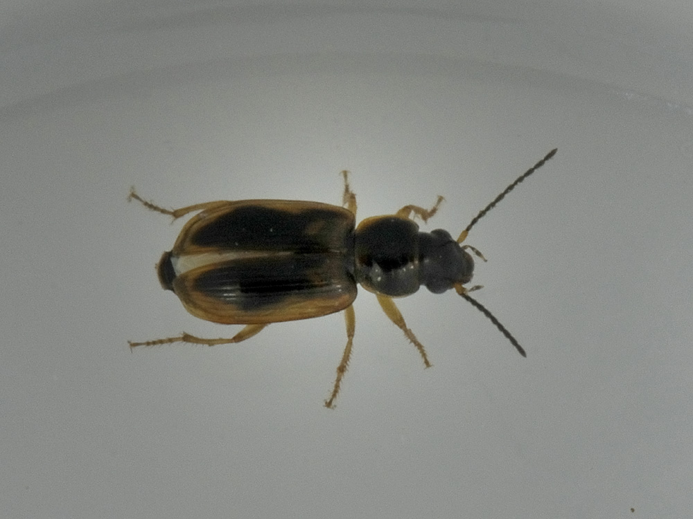 Acupalpus maculatus (cf.)